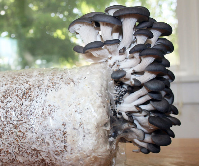 Oyster Mushroom Growing Kit