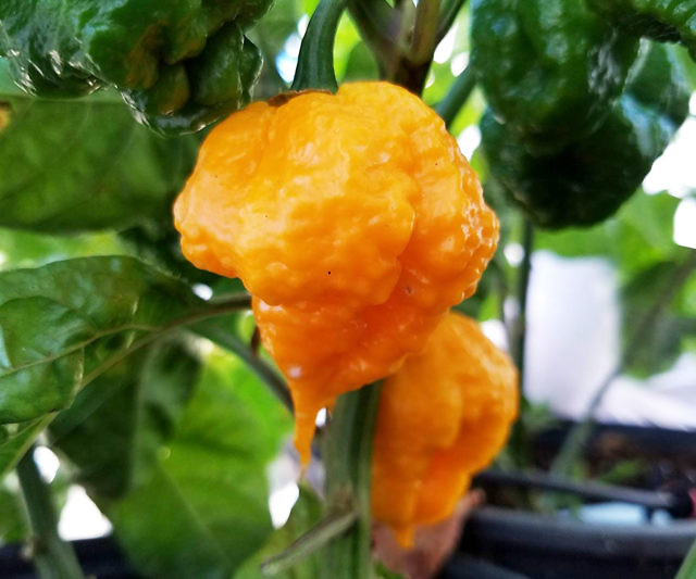 Scotch Brains Hot Pepper Seeds