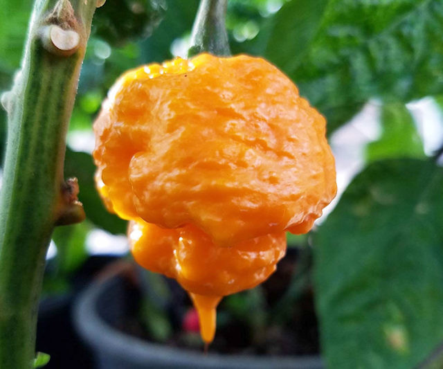 Scotch Brains Hot Pepper Seeds