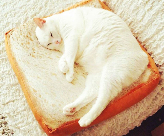 Slice Of Bread Cat Bed