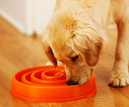 Slow Feed Dog Bowl