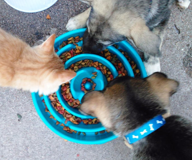 Slow Feed Dog Bowl
