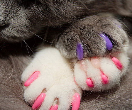Soft Cat Claws