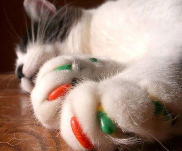 Soft Cat Claws