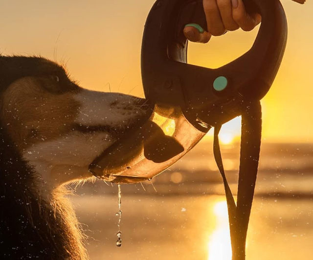 Dog Leash Handle Water Bottle