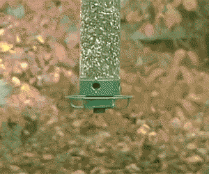The Squirrel Proof Bird Feeder