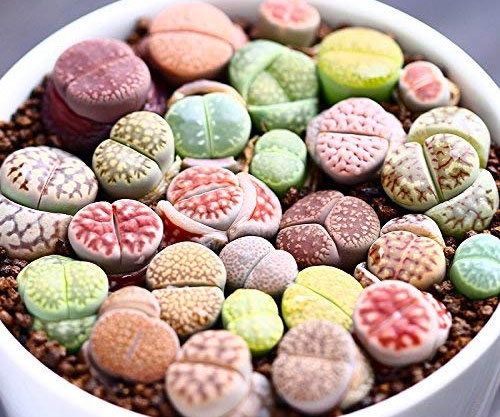 Stone Succulent Plants