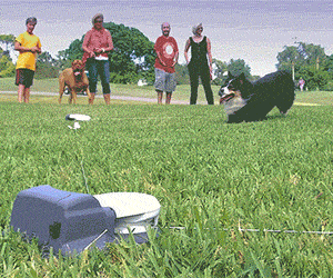 Capture The Flag For Dogs
