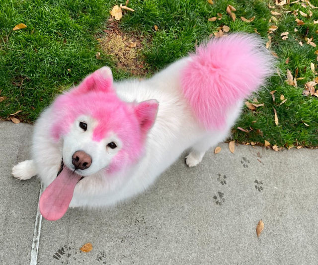 Temporary Pet Fur Coloring