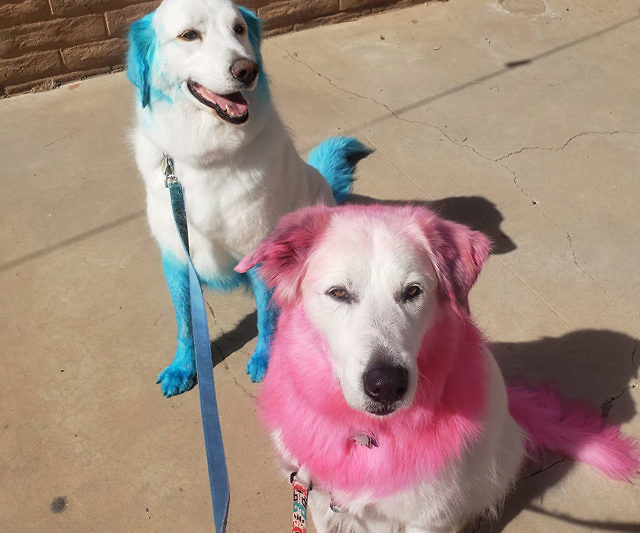Temporary Pet Fur Coloring