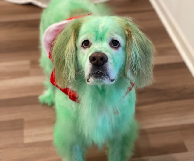 Temporary Pet Fur Coloring