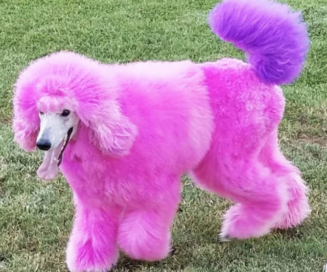 Temporary Pet Fur Coloring