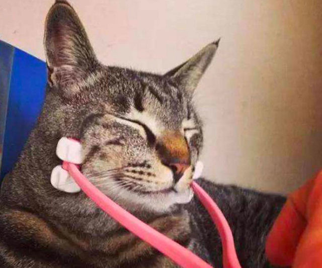 The Cat Face Massager