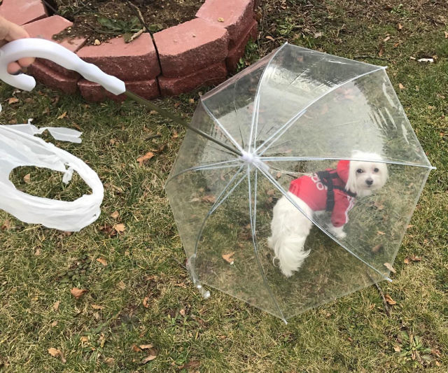 The Dog Umbrella