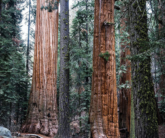 Giant Sequoia Growing Kit