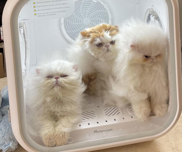 The Pet Dryer Box