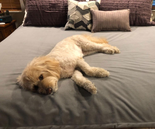 Waterproof & Pet-Proof Blanket