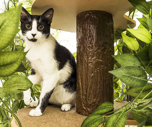 Indoor Cat Tree House