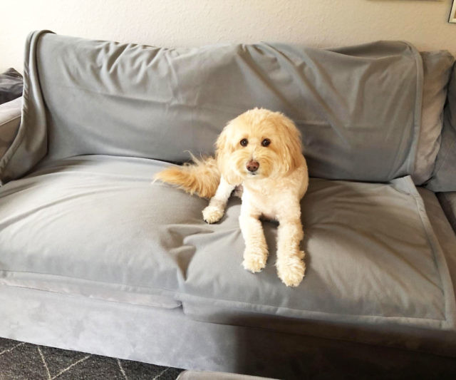 Waterproof & Pet-Proof Blanket