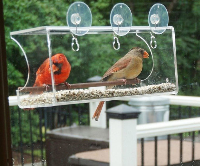 Transparent Window Bird Feeder