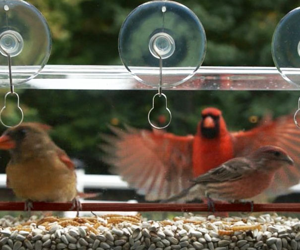 Transparent Window Bird Feeder