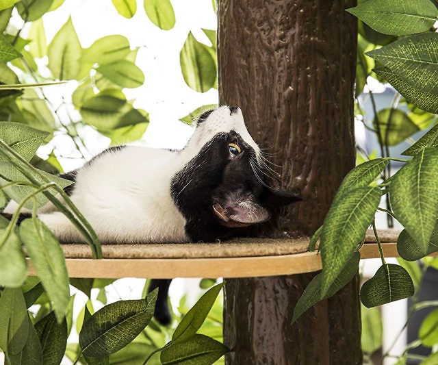 Indoor Cat Tree House
