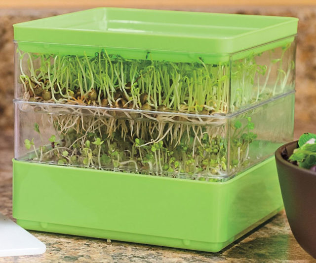Two-Tiered Seed Sprouter