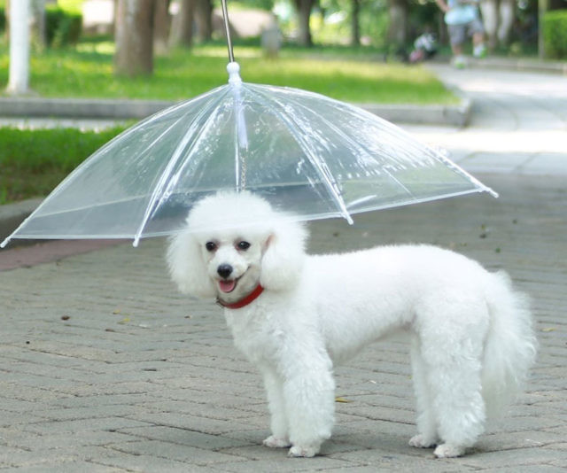 The Dog Umbrella