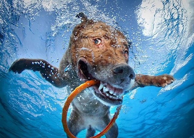 Underwater Dogs Photography Book