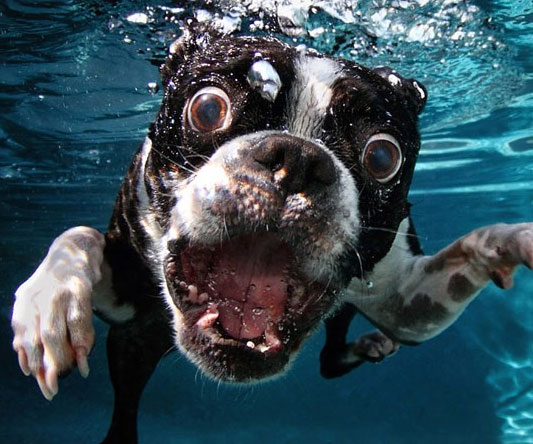 Underwater Dogs Photography Book