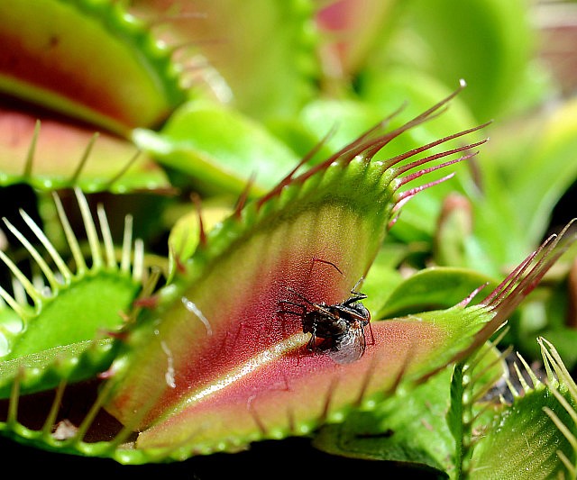 Adult Venus Fly Trap