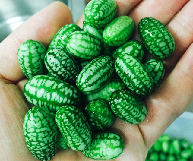 Mini Watermelon Cucumber Seeds