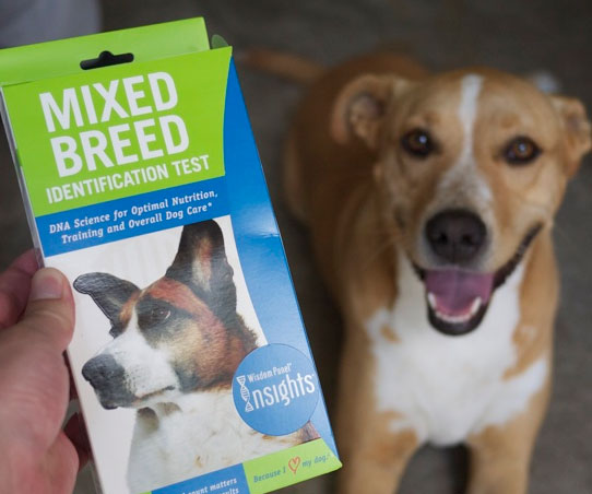 Dog Breed DNA Test