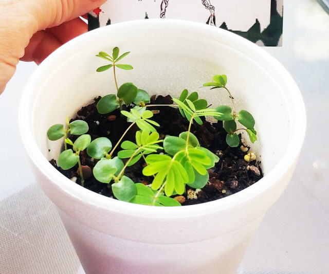 Zombie Plant Seed Packets