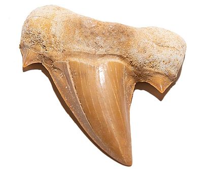 Fossilized Prehistoric Shark Tooth