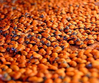 Big Box Of Ladybugs