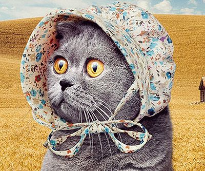 Bonnets For Cats