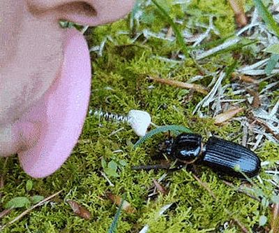 Bugkiss Little Lips For Kissing Bugs