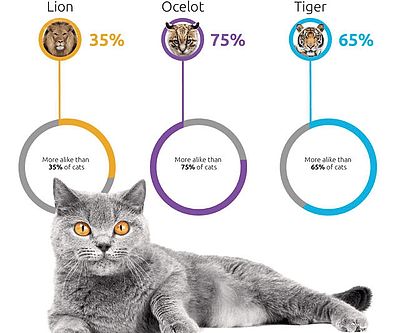 Cat DNA Test