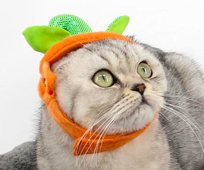 Cat Pumpkin Hat