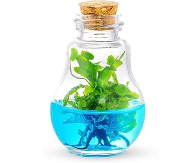 DIY Venus Flytrap Terrarium