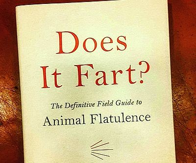 Does It Fart?