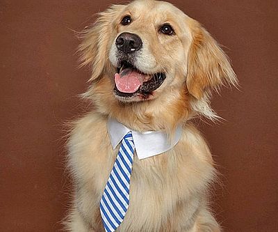 Dog Business Ties