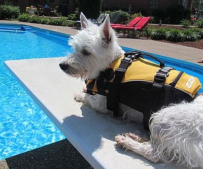 Doggy Floatation Device