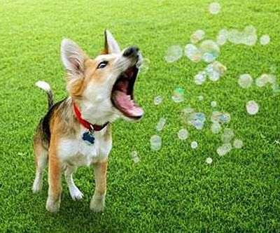 Flavored Edible Bubbles For Dogs