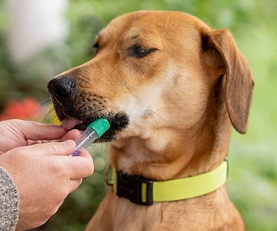 Embark Dog DNA Test