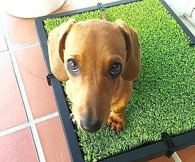 Faux Grass Indoor Pet Toilet
