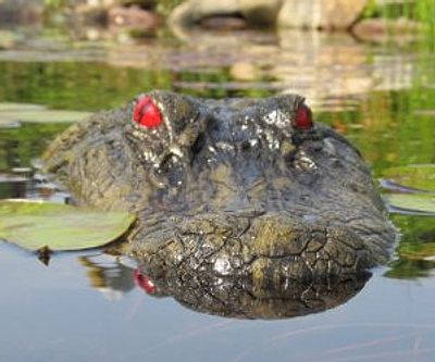 Floating Alligator Head Decoy