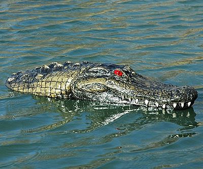 Floating Crocodile Head