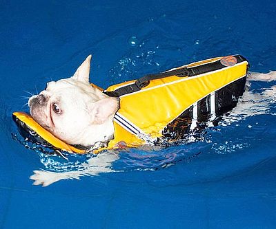 French Bulldog Life Jacket